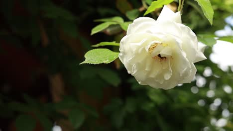 white rose with bee
