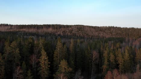 drone shot of pineforest in sweden panning side-ways revealing lake and forests in the distance