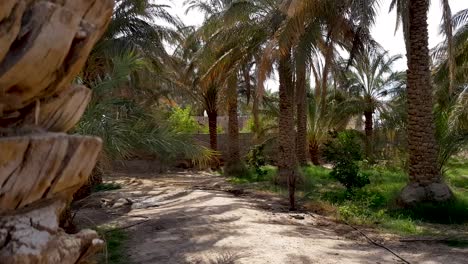 Jardín-De-Palmeras-A-La-Sombra-De-Los-árboles-Con-Hierba-Verde-Y-Brisa-Agradable-En-Verano-En-Viaje-A-La-Aldea-Del-Desierto-De-Rigan-En-Irán