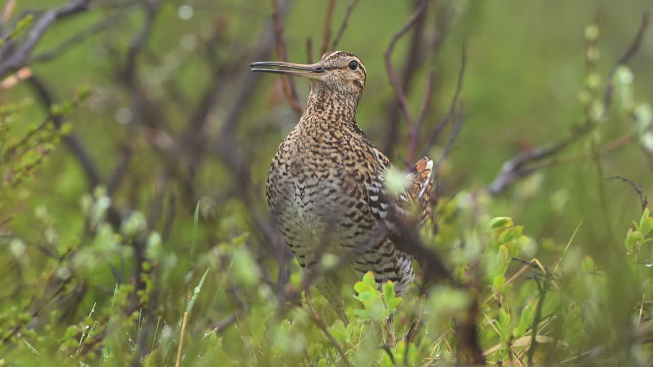 Great Snipe puffs out chest, extends wings, emits mating call during courtship display, Norway.