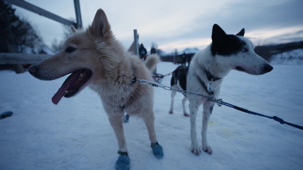 Nærbilde av spente sledehunder med beskyttende potesokker på snødekt arktisk sti i Norge.