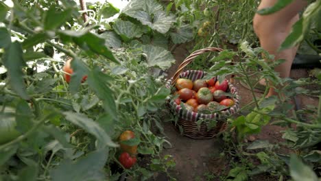 harvesting tomatoes in organic vegetable garden