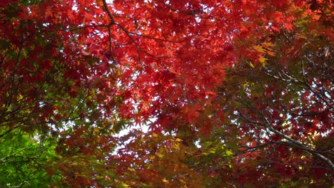 Ramas-De-Arce-Japonesas-Con-Follaje-Multicolor-Vibrante-Que-Cubre-El-Cielo---Busque-Estática