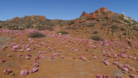 Luftaufnahmen-über-Die-Stadt-Nieuwoudtville-Am-Nordkap-Von-Südafrika-Mit-Blühenden-Marschblumen-Und-Der-Atemberaubenden-Landschaft-Des-Platos