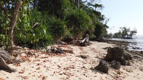 Naturstrand-Mit-Mangroven-Und-Wald-Und-Weißem-Sand-Auf-Den-Andamaneninseln