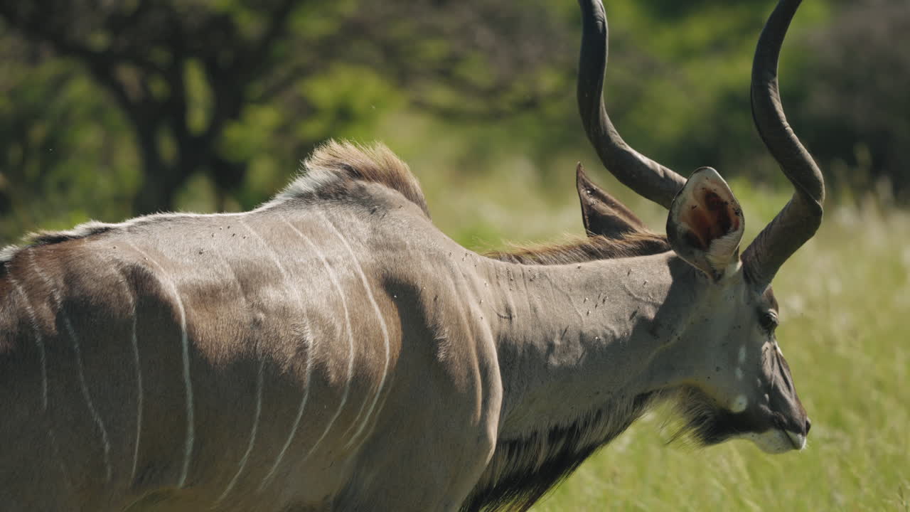 Close up shot of a Kudu eating grass in the African savannah