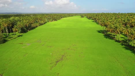 flight above narrow and long strip of vibrant green grass between tropical palm trees on sunny day, nagua, dominican republic, overhead aerial approach