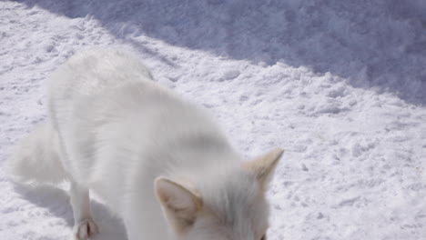 an arctic fox close up in the winter snow