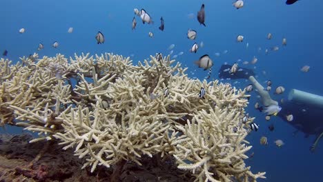 a small reef scene alive with small reef fish and a scuba diver swimming behind the reef