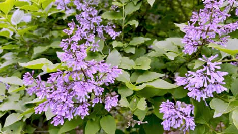 庭に咲くライラックの植物