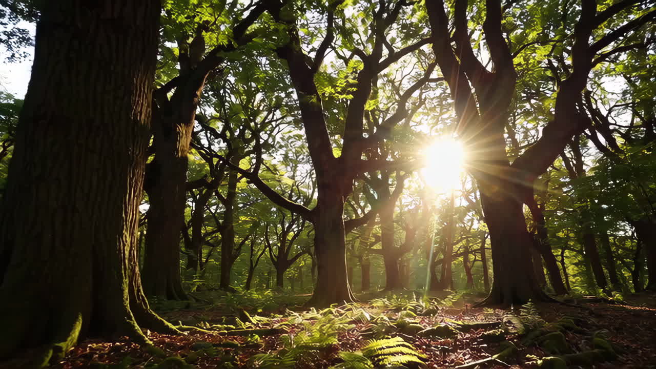 la luz del sol filtrándose a través de un denso bosque
