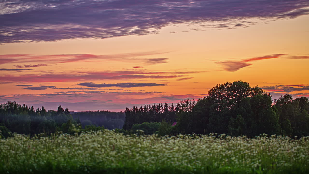 안개 낀 아침에 구름이 지나간 시간에 야생 흰 꽃이 만발한 푸른 초원 옆에 있는 나무의 정적인 샷