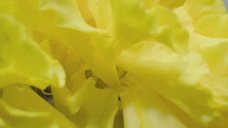 yellow-carnation-flower-closeup-view