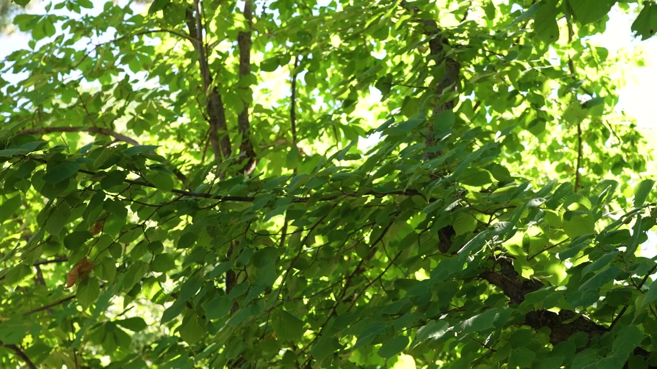 Fitta chioma verde di alberi con luce solare che filtra tra le foglie e rami che ondeggiano al vento