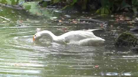 un cisne blanco está buscando comida en el agua