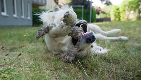 close up of white dog laying in the grass and chewing on a toy