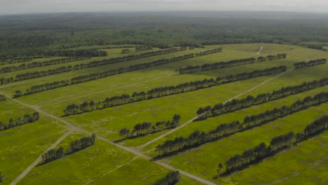 Heidelbeer-Ödland-Reihen,-Die-Sich-Entlang-Des-Feldes-Erstrecken