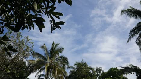 mirando hacia el cielo de hawaii a través de las palmeras de la jungla conduciendo lentamente a lo largo de una carretera rural en la selva tropical