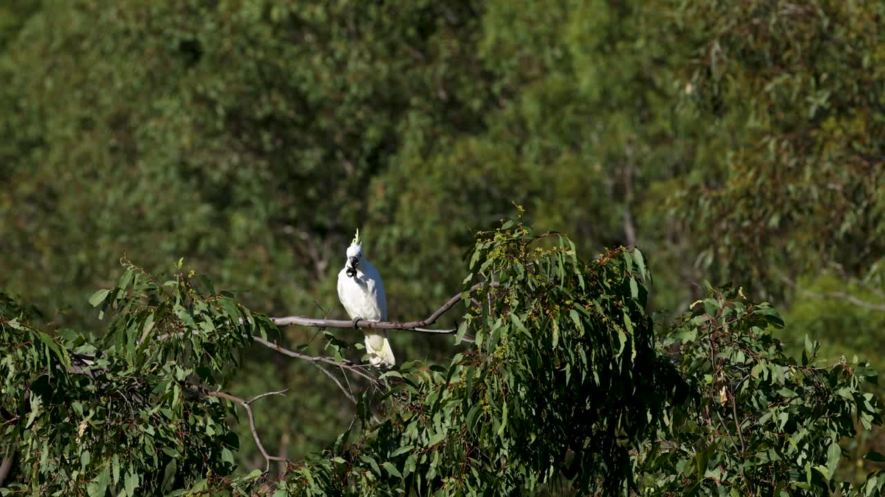카카투는 울창한 초록색 속에서 휴식을 취하고 주변을 관찰하고 있습니다.