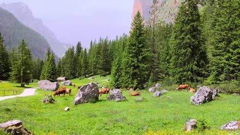 cattles on the mountain pastures down vallunga valley in val gardena, south tyrol, italy. static shot