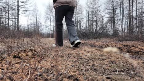 a girl walks in a spring gray coniferous forest 4k