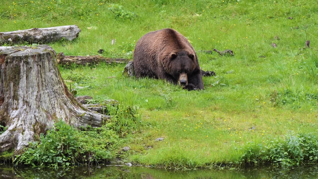 Enorme orso bruno maschio sdraiato sull'erba. Alaska