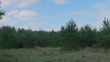 Timelapse-showing-the-lush-pine-trees-in-Thetford-Forest,-the-biggest-manmade-lowland-forest-in-Great-Britain