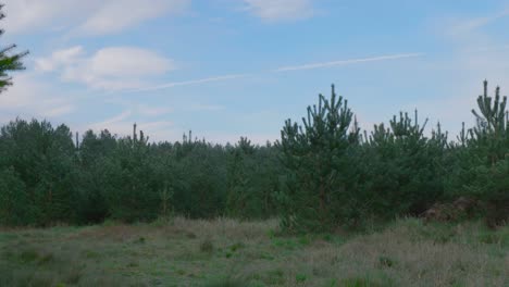 timelapse que muestra los exuberantes pinos en el bosque de thetford, el bosque de tierras bajas más grande hecho por el hombre en gran bretaña
