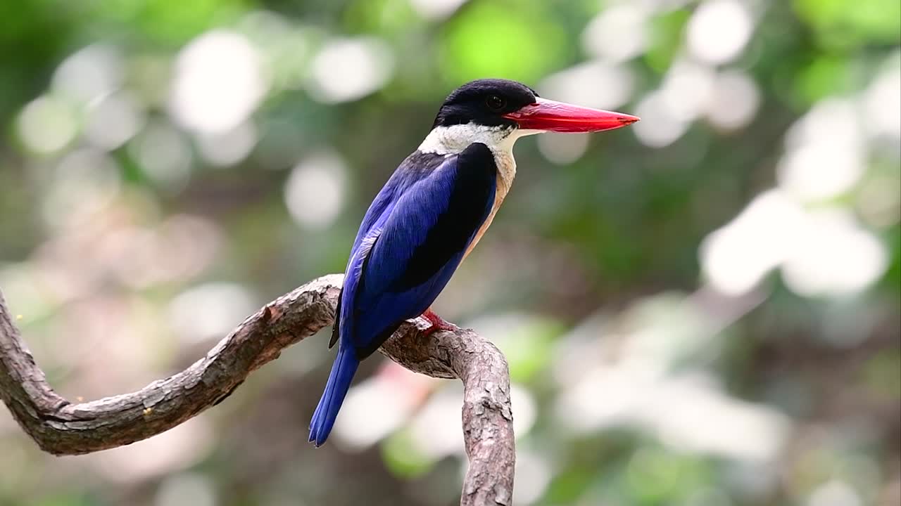 검은 모자 물총새는 태국과 아시아의 다른 국가에서 발견되는 사탕 같은 빨간 부리와 검은 모자를 가지고 있습니다.