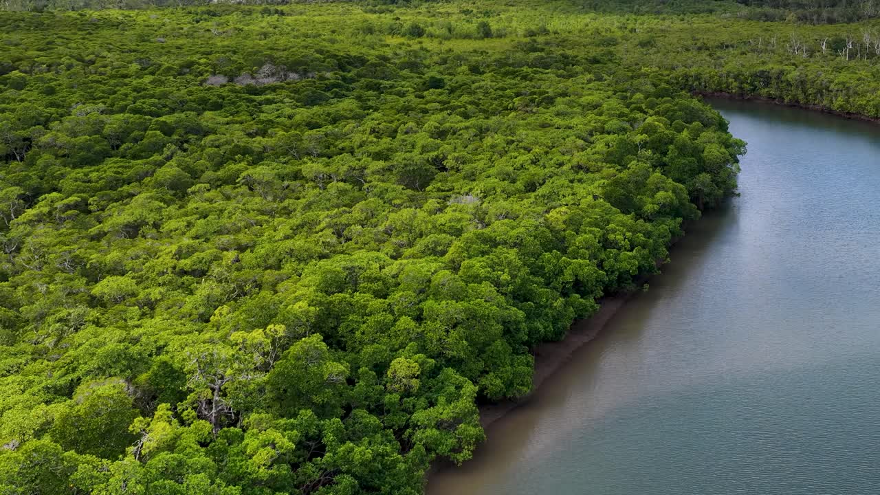 Small boat travels along winding mangrove river, lush rainforest, bright daylight, smooth aerial motion
