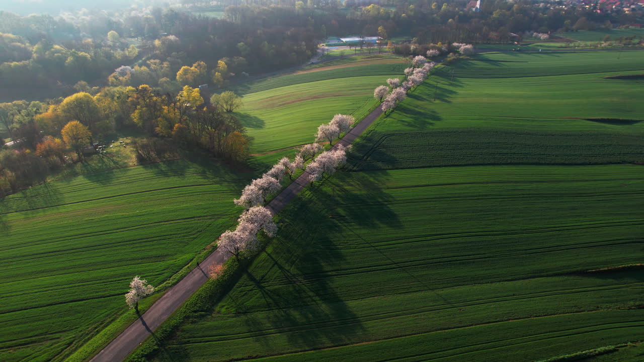 ⁇ 은 아침 에 꽃 피는 체리 나무 의 골목 의 공중 드론 전망