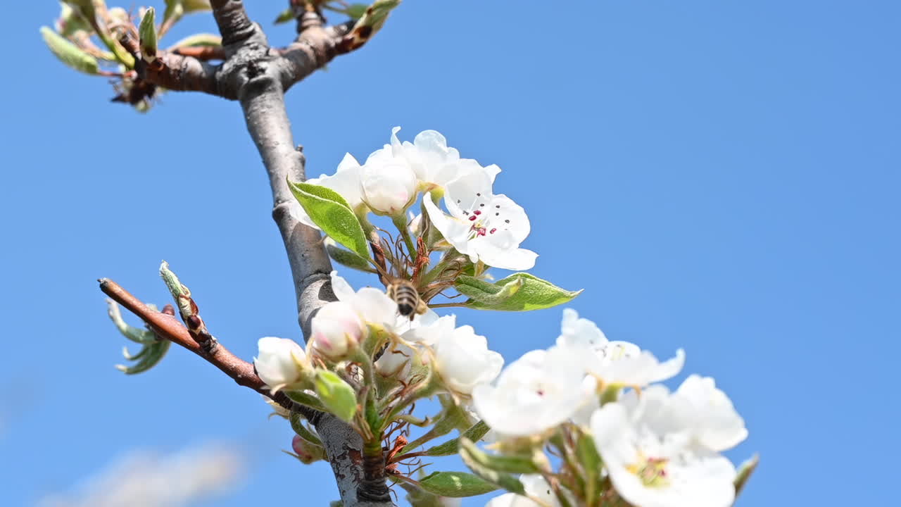 Bees pollinating white blossoms on a tree against a bright blue sky