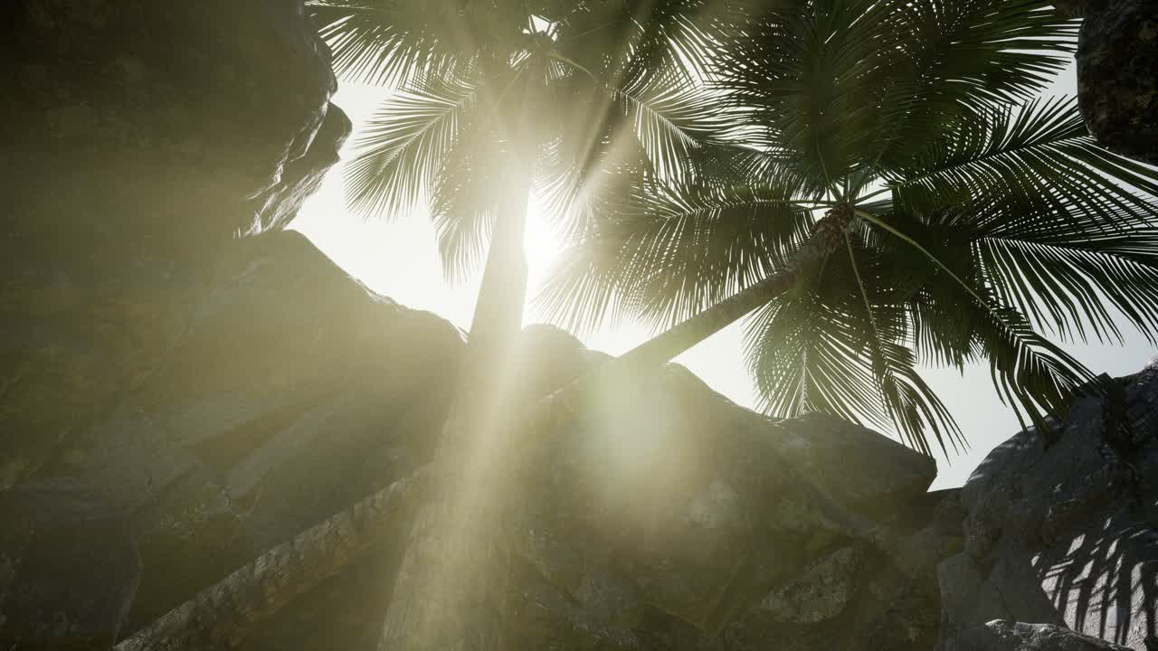 большие пальмы в каменной пещере с лучами солнечного света