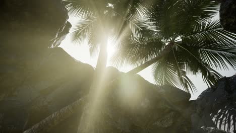 grandes palmeras en la cueva de piedra con rayos de luz solar