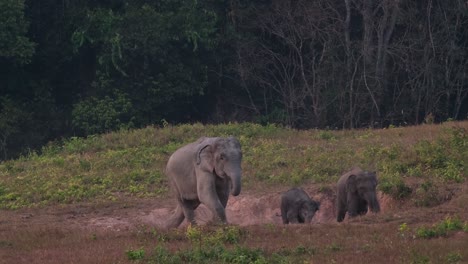 family of three going down into the salt lick and out to go to another, indian elephant elephas maximus indicus, thailand