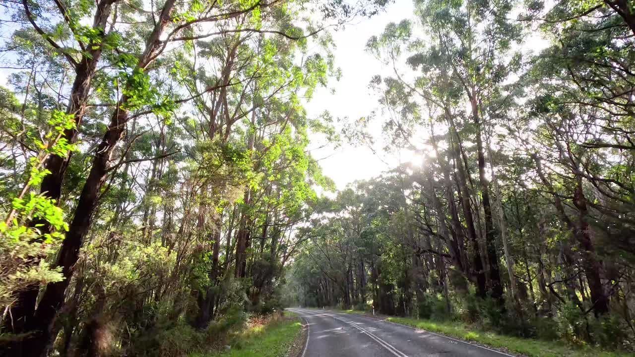 camino forestal iluminado por el sol con árboles altos