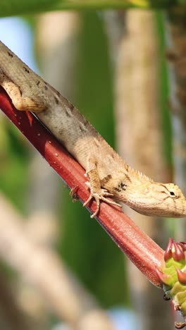 lizard climbs and navigates through tree branches