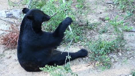 un oso negro se sienta en el suelo y juega con una rama