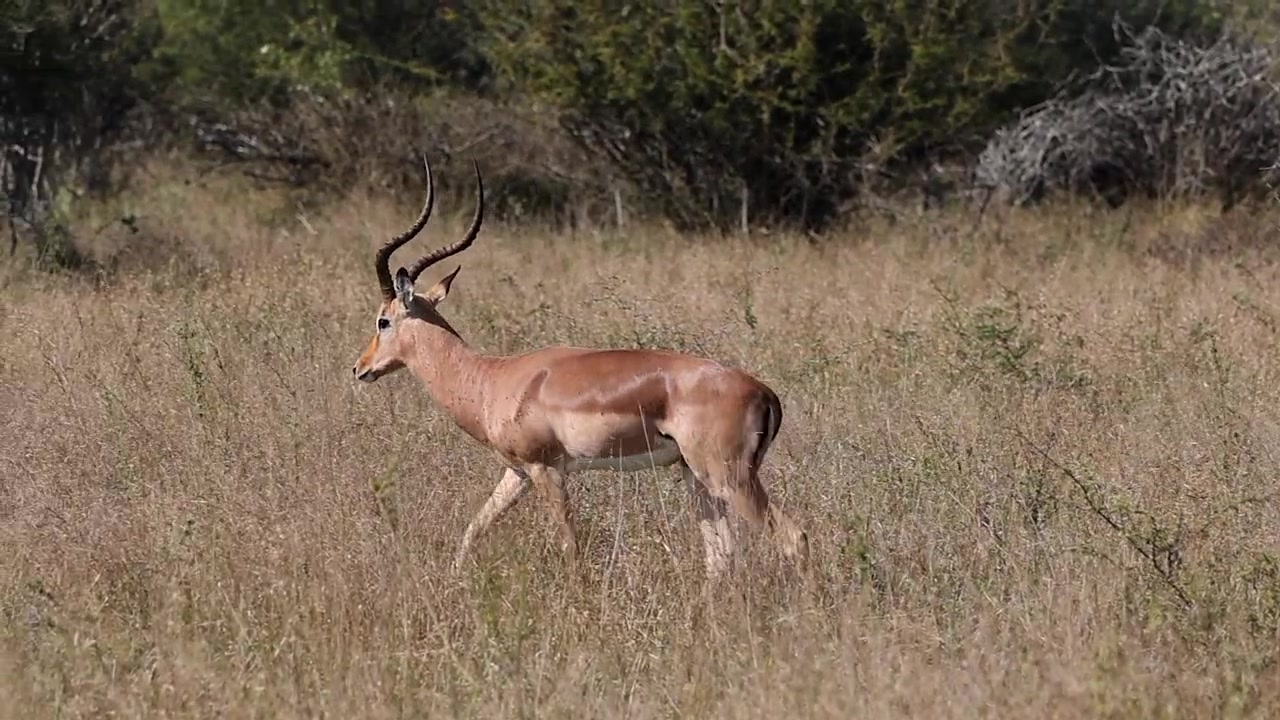 La telecamera segue un'antilope impala maschio fulva nella savana con erba secca.