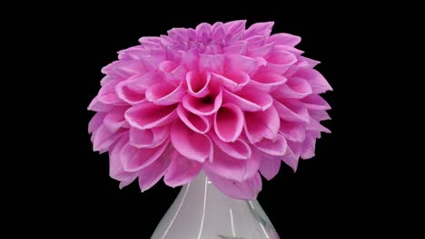 rotating pink dahlia flower with alpha channel, 4k seamless loop