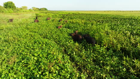 herd of capybaras in a wetland