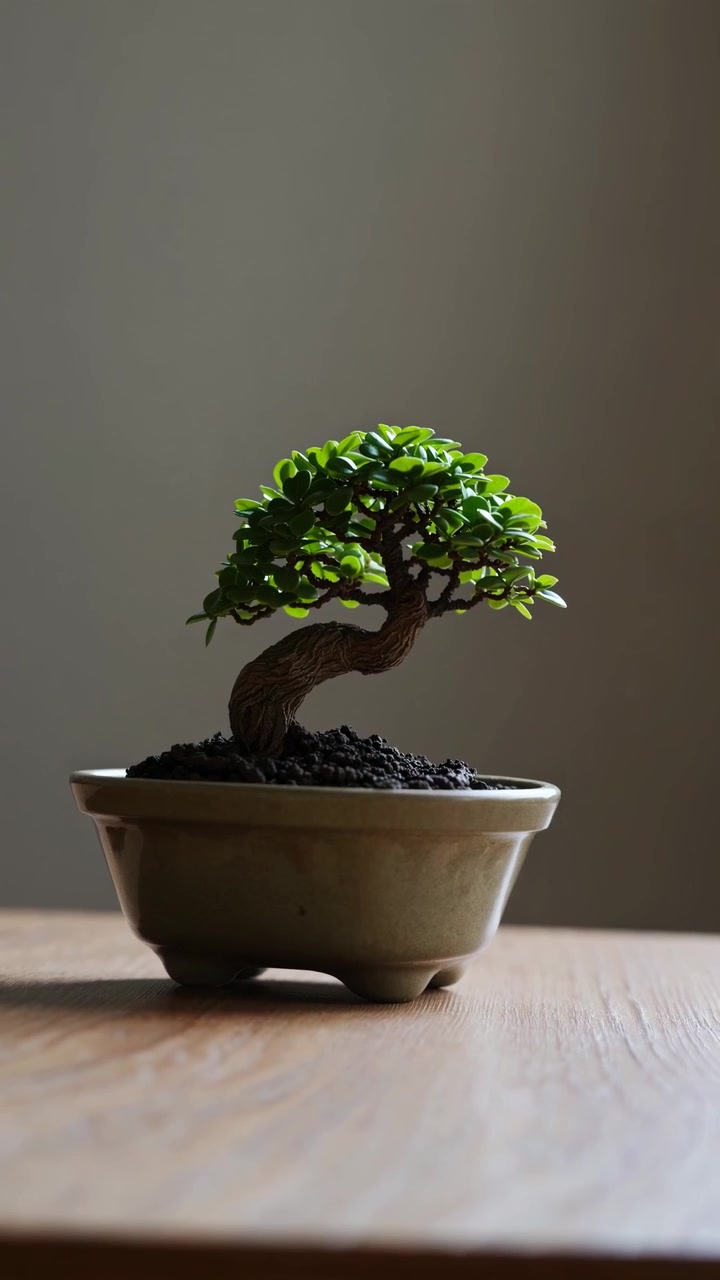 Piccolo albero bonsai in vaso di ceramica su tavolo di legno
