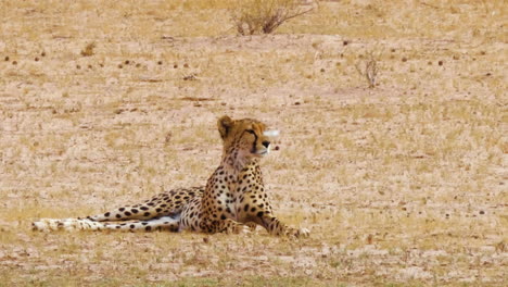 guepardo acostado en la hierba y observando su entorno durante el día en sudáfrica