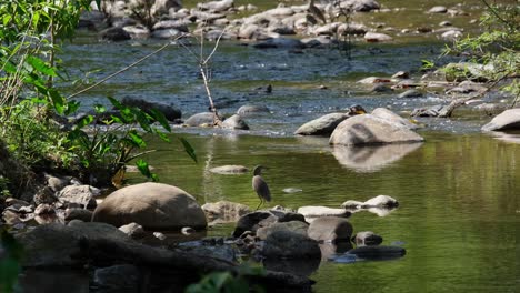 Gesehen-Auf-Einem-Felsen-Im-Schatten-Des-Waldes,-Wie-Es-über-Seine-Schulter-Zum-Bach-Schaut,-Chinesischer-Teichreiher-Ardeola-Bacchus,-Thailand