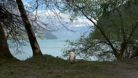 dog poop outdoor breed puppy pet labradoodle outside walensee lake switzerland