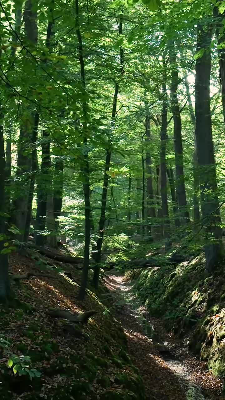 escena de un bosque exuberante