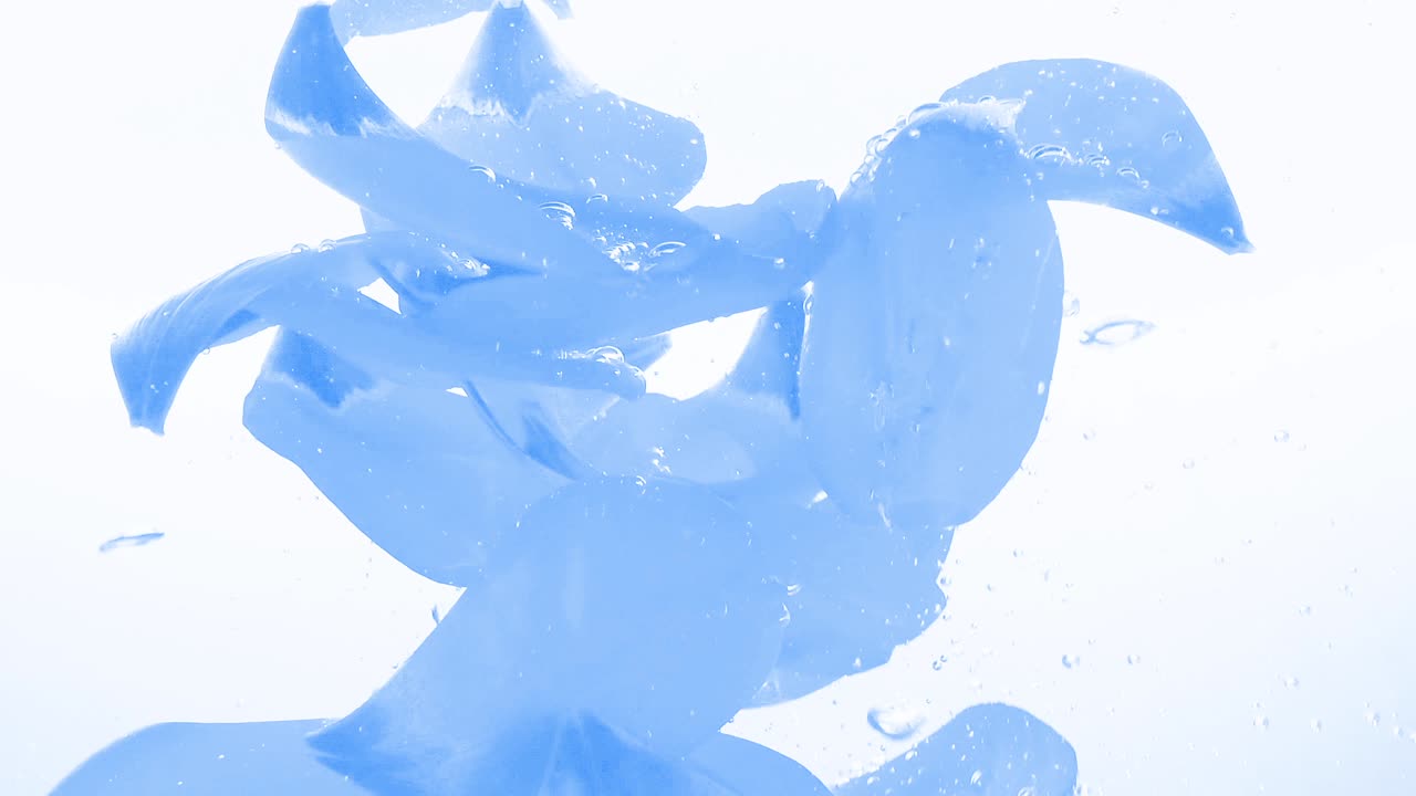 Petali di tulipani cadono nell'acqua. Sfondo. Movimento rallentato.