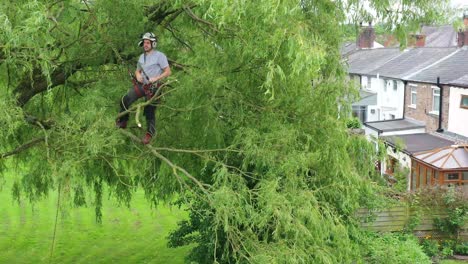 An-aerial-view-of-a-tree-surgeon-trimming-a-large-tree