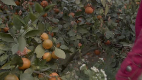 fruit farm worker collects oranges by cutting them off orange tree with garden scissors