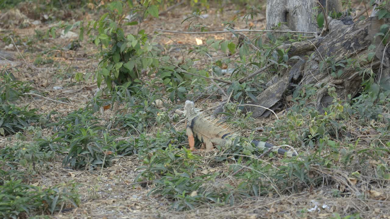 그린 이구아나 파르코 델 센테나리오 카르타헤나 콜롬비아 야생동물 자연 야외